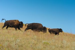 A family of Buffalo roam the plains, sadly not such a common sight anymore. 