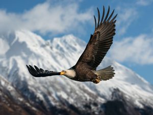 Cree language learning is like the Eagle soaring before the mountain.